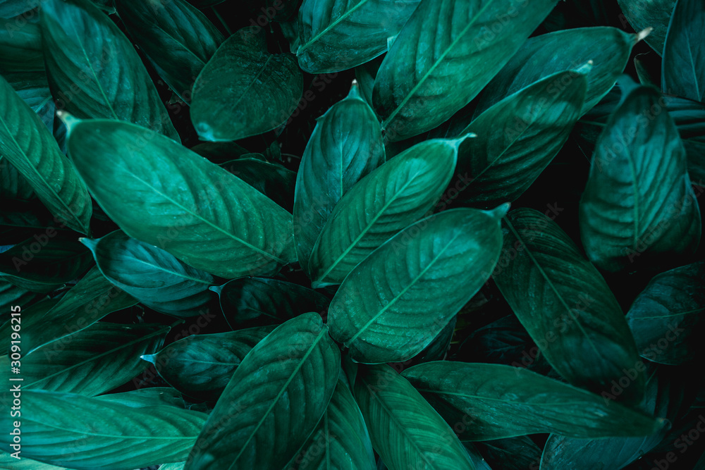 abstract green leaves texture, nature background, dark tone wallpaper abstract green leaves texture, nature background, dark tone wallpaper