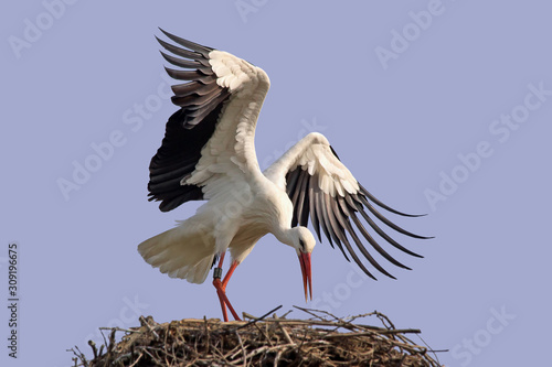 Storch beim Nestbau