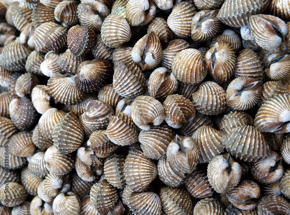 The Closeup of cockle shell background at fish market. The Closeup of cockle shell background at fish market.
