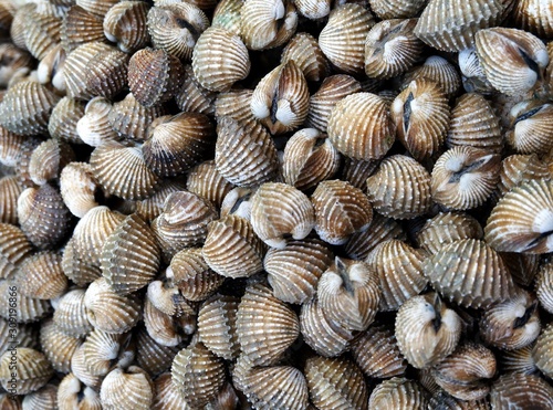 The Closeup of cockle shell background at fish market.