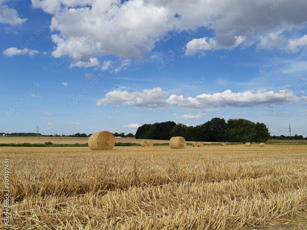 Fototapeta premium field and blue sky