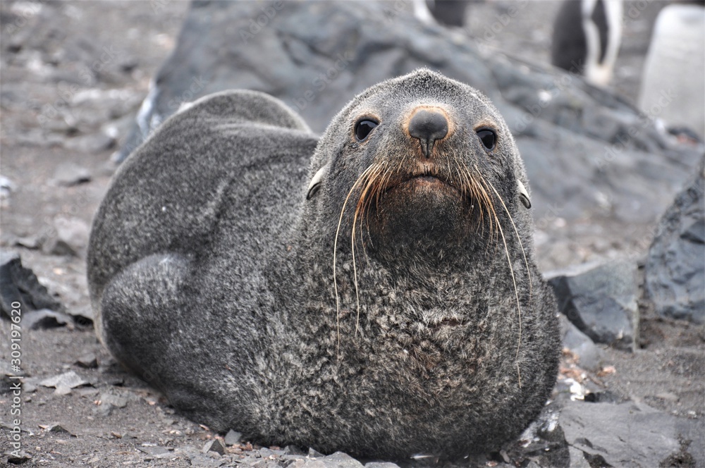Naklejka premium Antarctic Fur Seal (Arctocephalus gazella) is looking at the camera, Carlini Base (Argentine permanent base), King George Island (known as Isla 25 de Mayo), Antarctica.