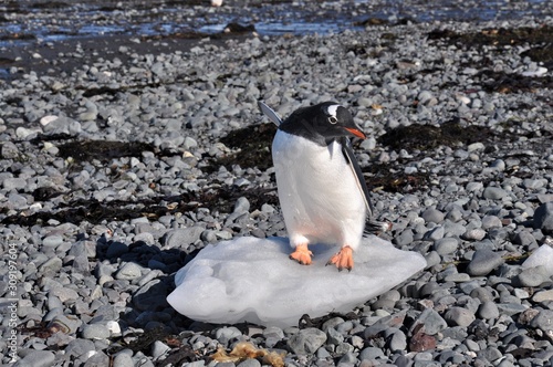 cute funny Gentoo Penguin (Pygoscelis papua) is standing on a block of ice, Carlini Base (Argentine permanent base), King George Island (known as Isla 25 de Mayo), Antartica. photo