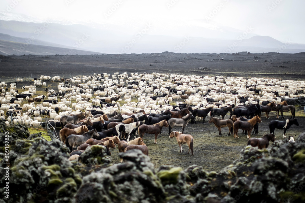 Troupeau de chevaux et de moutons en Islande dans un paysage volcanique Troupeau de chevaux et de moutons en Islande dans un paysage volcanique