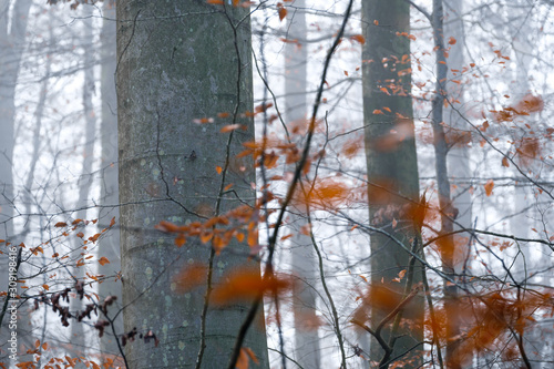Forest in mist at autumn with grey trunks and blurry golden leaves in foreground © sg-naturephoto.com 
