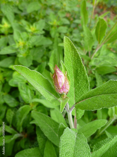 Aromatic common sage bud and leaves (Salvia forsskaolii, indigo woodland sage, Salvia officinalis). Common sage young sprout in purple and violet, little sage bud growing in a herb garden. 