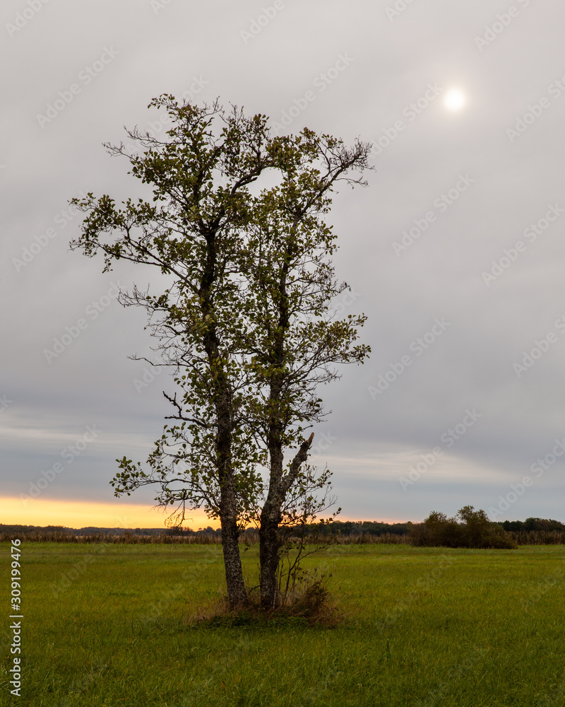 Obraz premium Aspen tree on a meadow. Altostratus cloud covers whole sky. Sun visible behind the gray cloud.