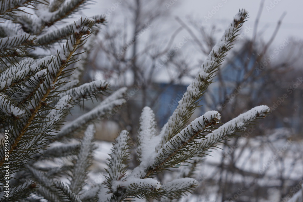 branches covered with snow branches covered with snow