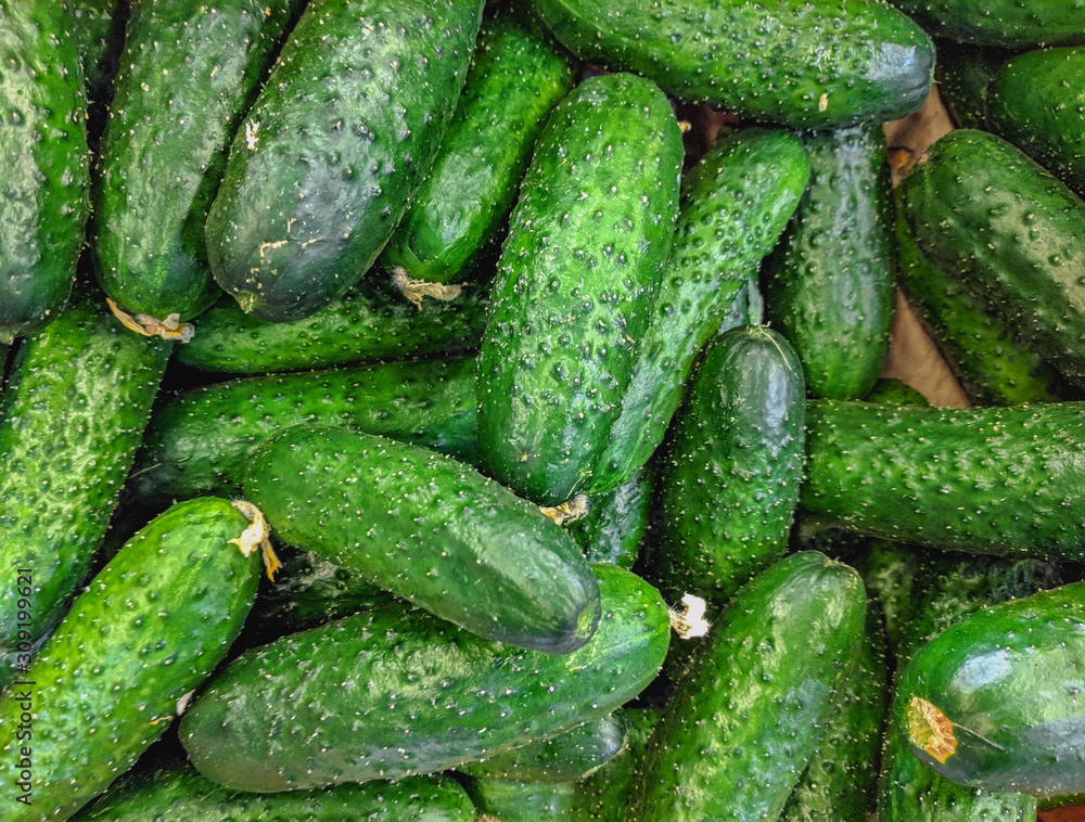 Fresh organic green cucumbers on a market shelf Fresh organic green cucumbers on a market shelf