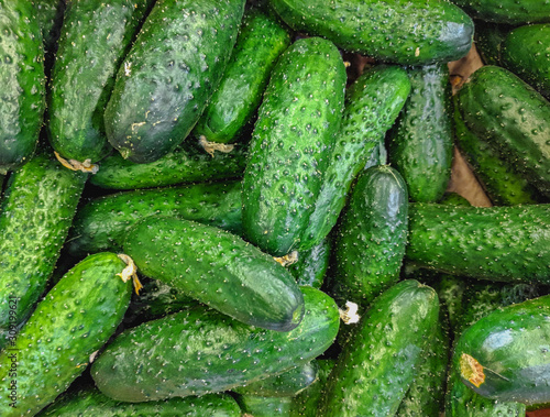 Fresh organic green cucumbers on a market shelf