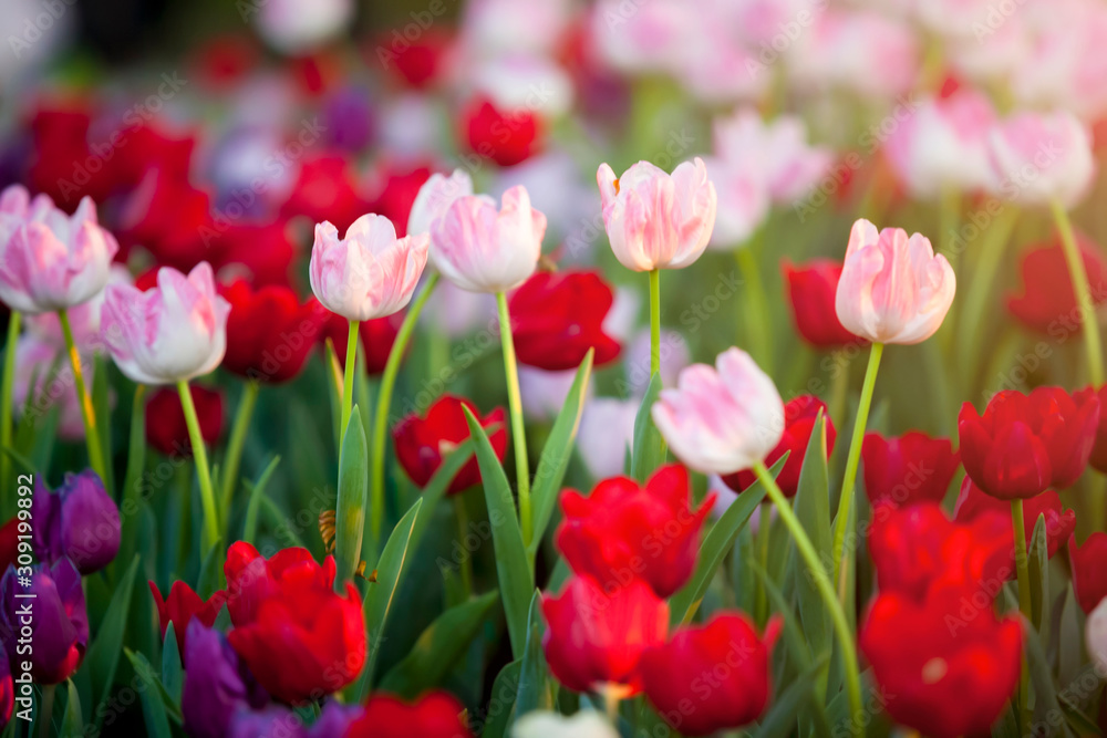 Beautiful bouquet of red and pink tulips in spring nature for card design and web banner. Selective focus