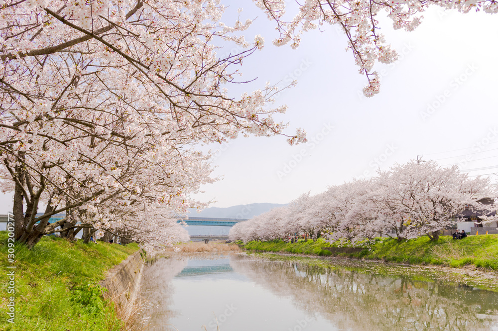 川面に映る満開の桜