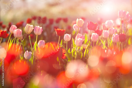 Beautiful bouquet of red and pink tulips in spring nature for card design and web banner. Selective focus #309200202