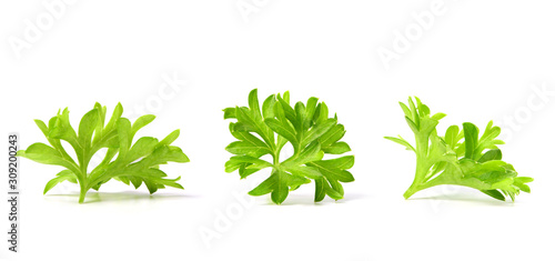 small sprigs of fresh parsley. (macro focus stacking)
