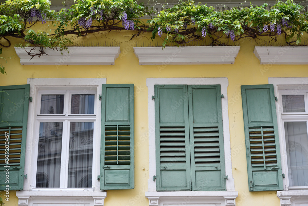 The windows of an old house with wooden shutters and above them grows and blooms wisteria in a European city