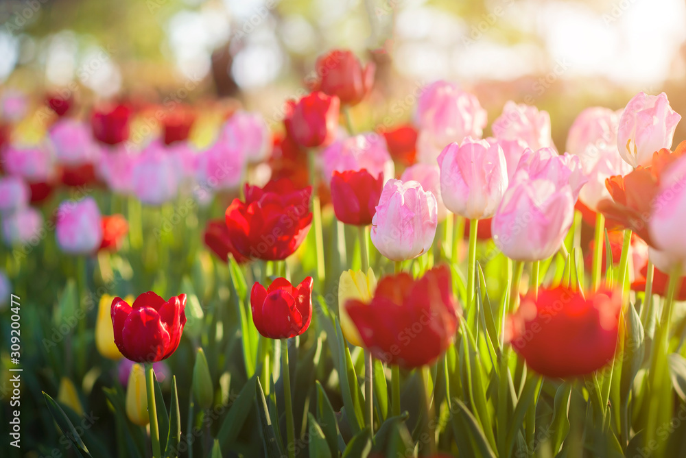 Beautiful bouquet of red and pink tulips in spring nature for card design and web banner. Selective focus Beautiful bouquet of red and pink tulips in spring nature for card design and web banner. Selective focus
