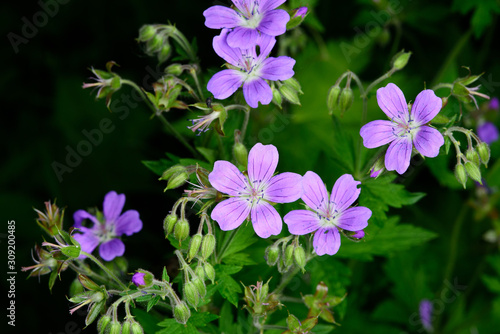 pink green summer background with flowers in the foreground