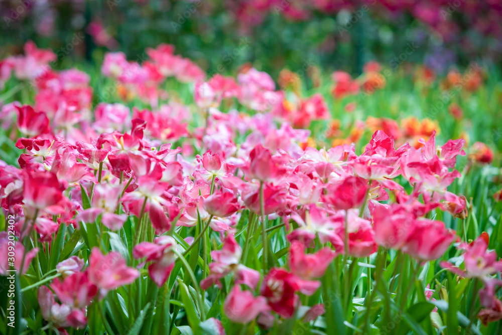 Corlorful of tulips in the flower garden for card design and web banner.Selective focus