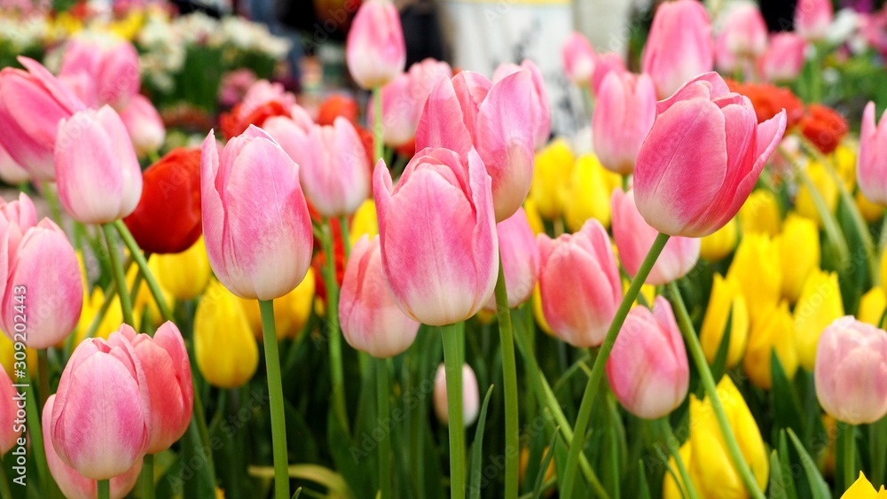 Colorful blossom flower with bright tulip flower in garden. Colorful blossom flower with bright tulip flower in garden.