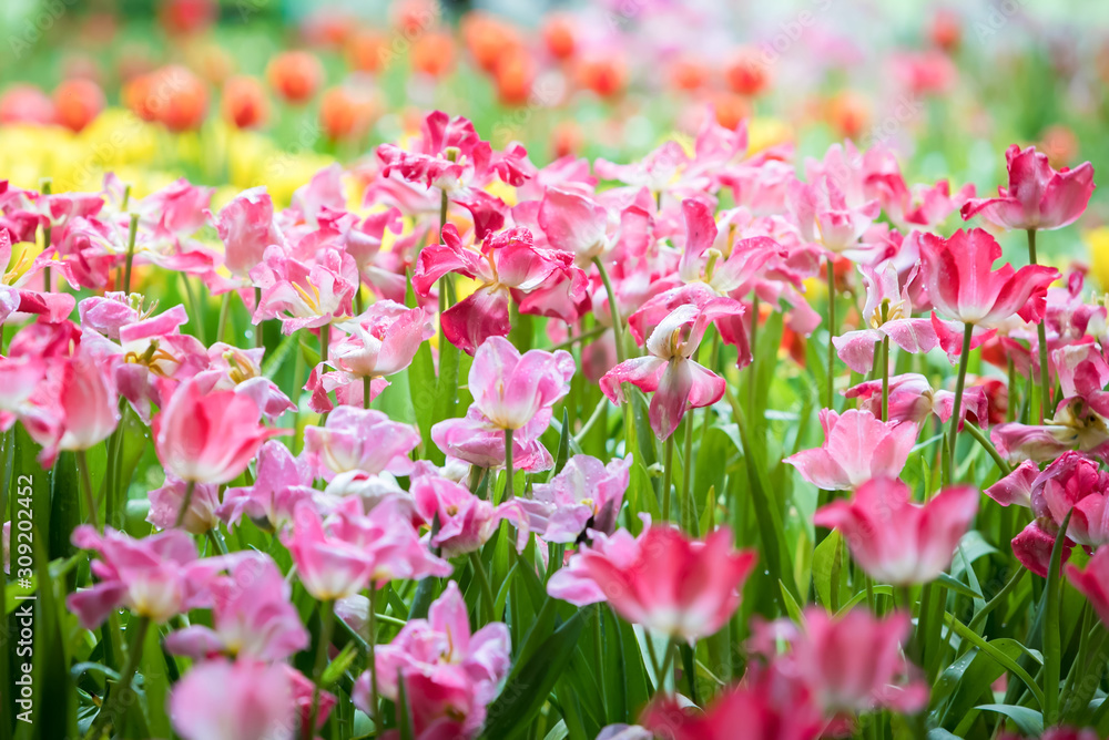 Beautiful bouquet of red and pink tulips in the flower garden for card design and web banner. Selective focus Beautiful bouquet of red and pink tulips in the flower garden for card design and web banner. Selective focus