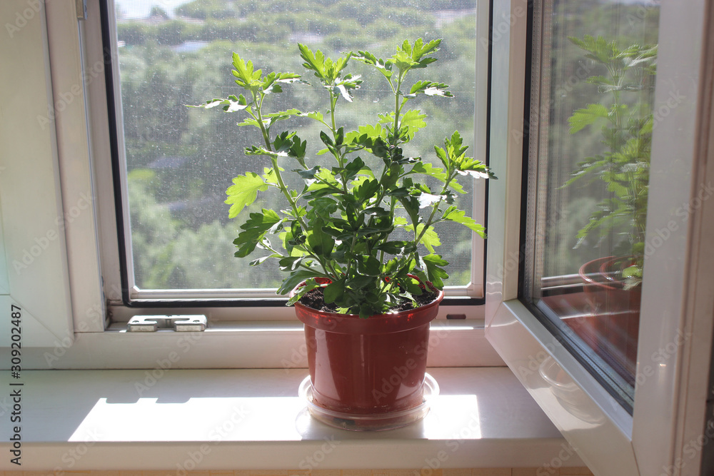 Potted plant on the windowsill on the background of a plastic window with a mosquito net Potted plant on the windowsill on the background of a plastic window with a mosquito net