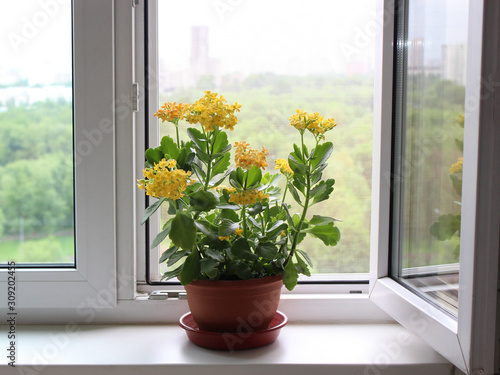 Kalanchoe on the windowsill on the background of a plastic window with a mosquito net