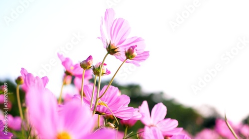 Beautiful blooming flower with pink cosmos flower field in garden. beauty in nature. © kittima