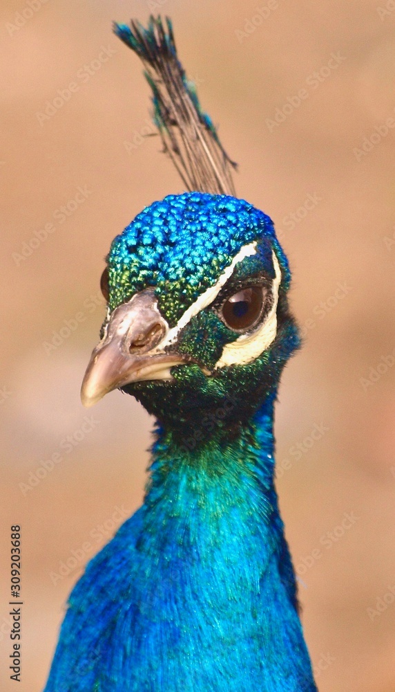 Naklejka premium Portrait-nice head of a peacock bird