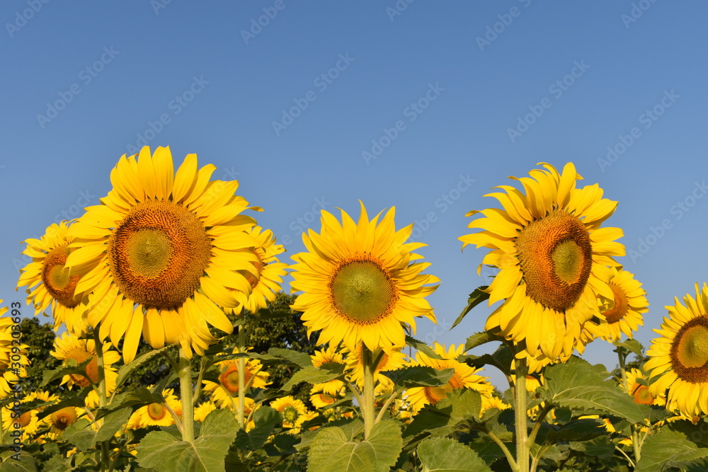 field of sunflowers