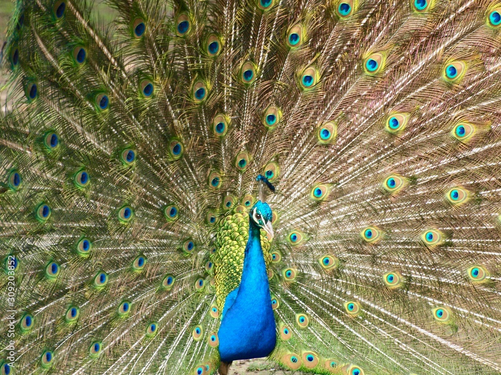 Obraz premium Feathers in a wheel of a male peacock bird