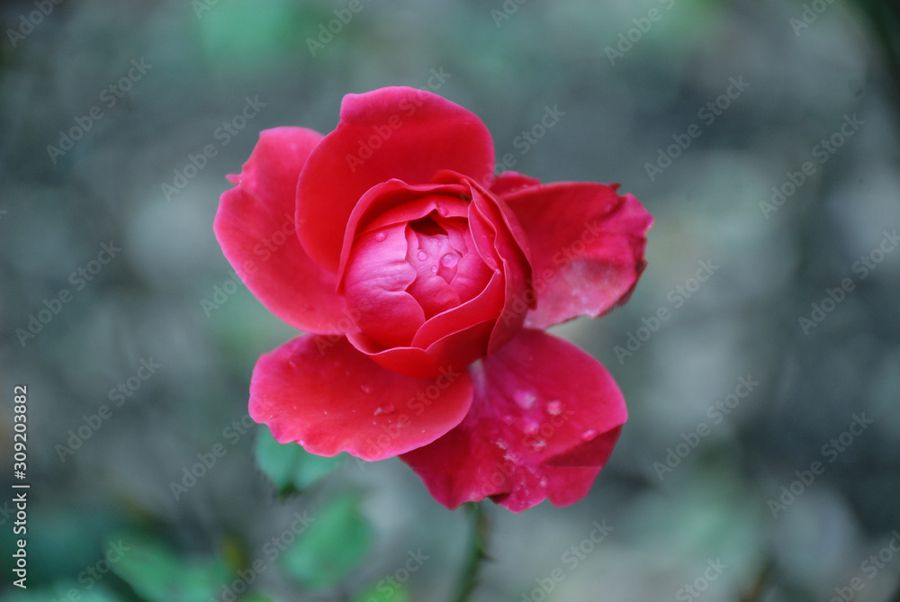 Blooming bright pink rose flower Blooming bright pink rose flower