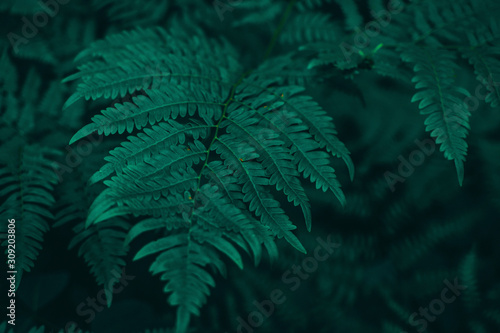 heart of leaves
