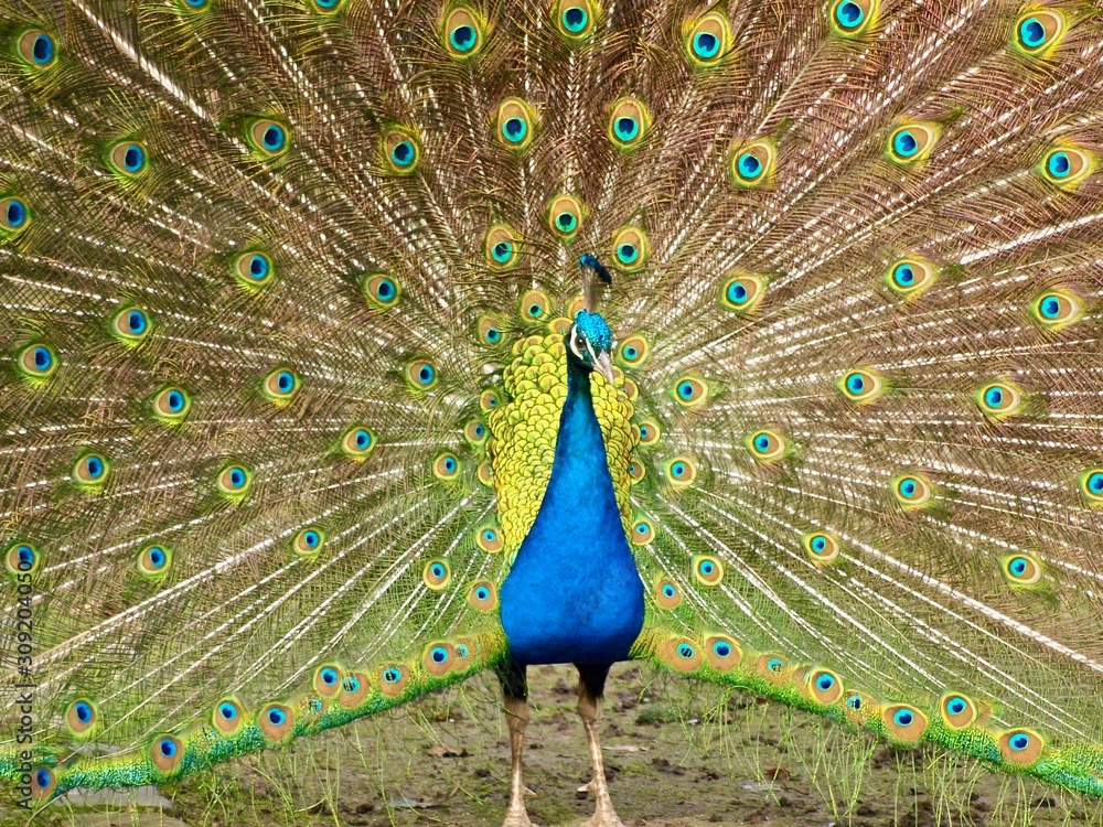Obraz premium Feathers in a wheel of a male peacock bird