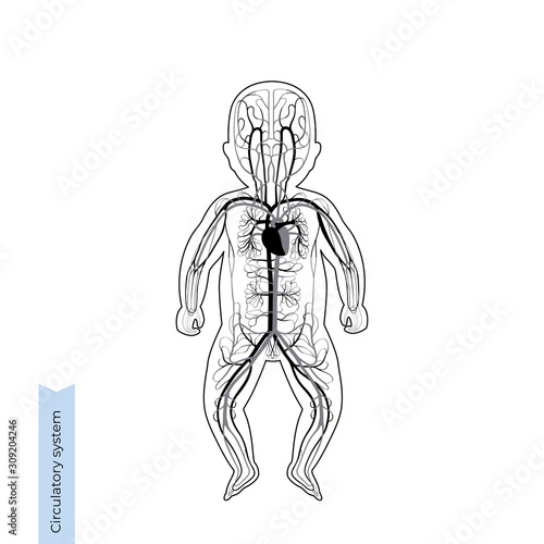 circulatory system anatomy