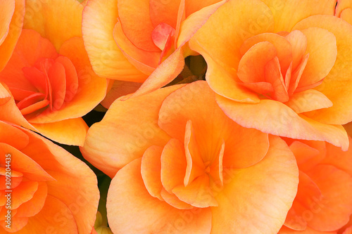 Close-up of orange begonias showing their textures  patterns and details