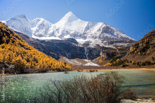 Small lake from melting of Snow Mountains and yellow pine forest with snow-capped mountain in the background at Yading Nature Reserve  Sichuan  China