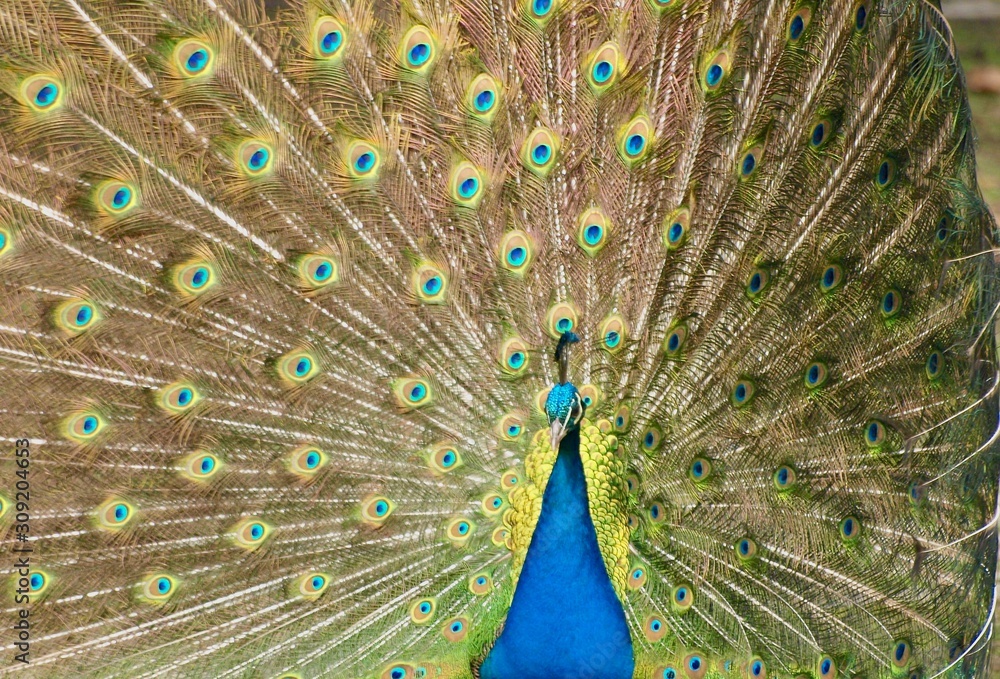 Obraz premium Feathers in a wheel of a male peacock bird