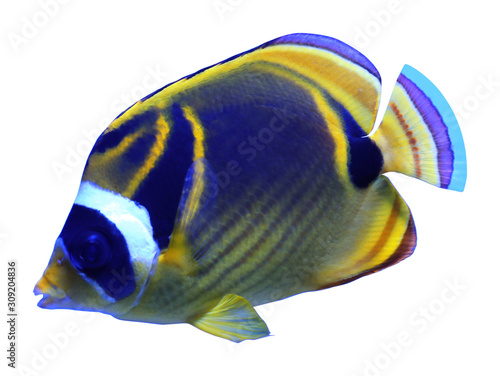 Beautiful bright raccoon butterflyfish on white background © New Africa