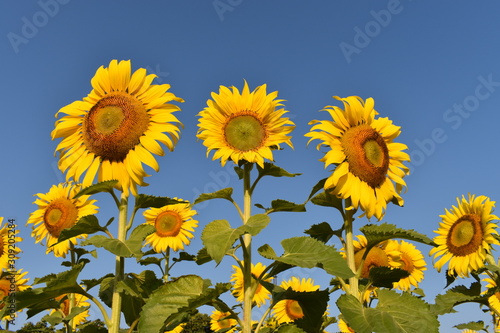 Field of sunflowers under the blue sky  nature concept.