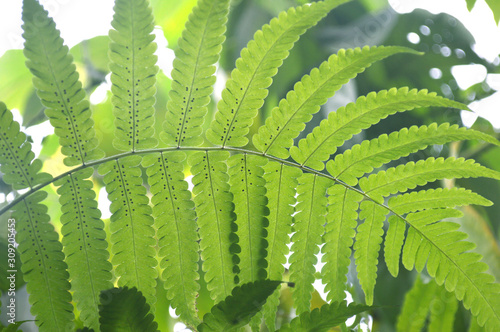 Vegetable fern (Diplazium sp.) with spore at backside of leaf from Central of Thailand photo
