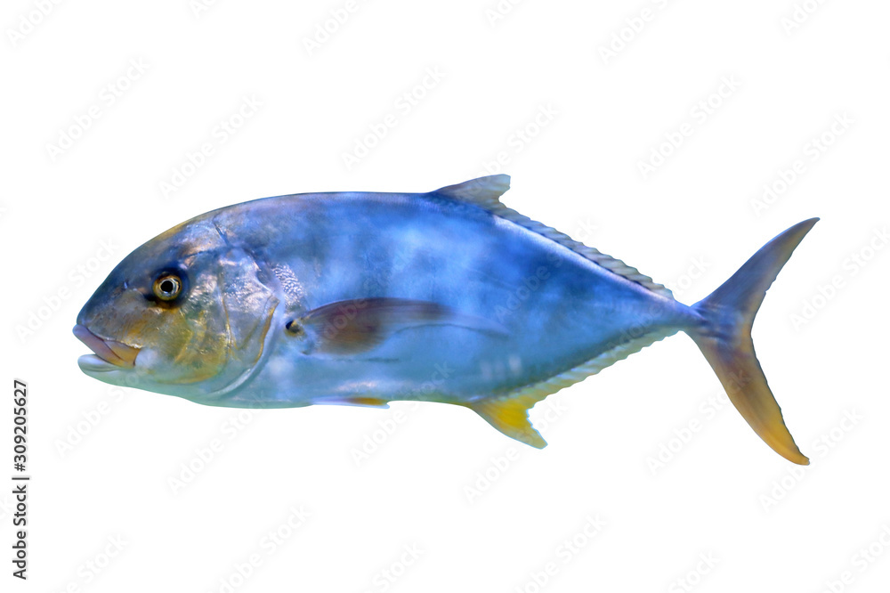 Beautiful bright tuna fish on white background Beautiful bright tuna fish on white background