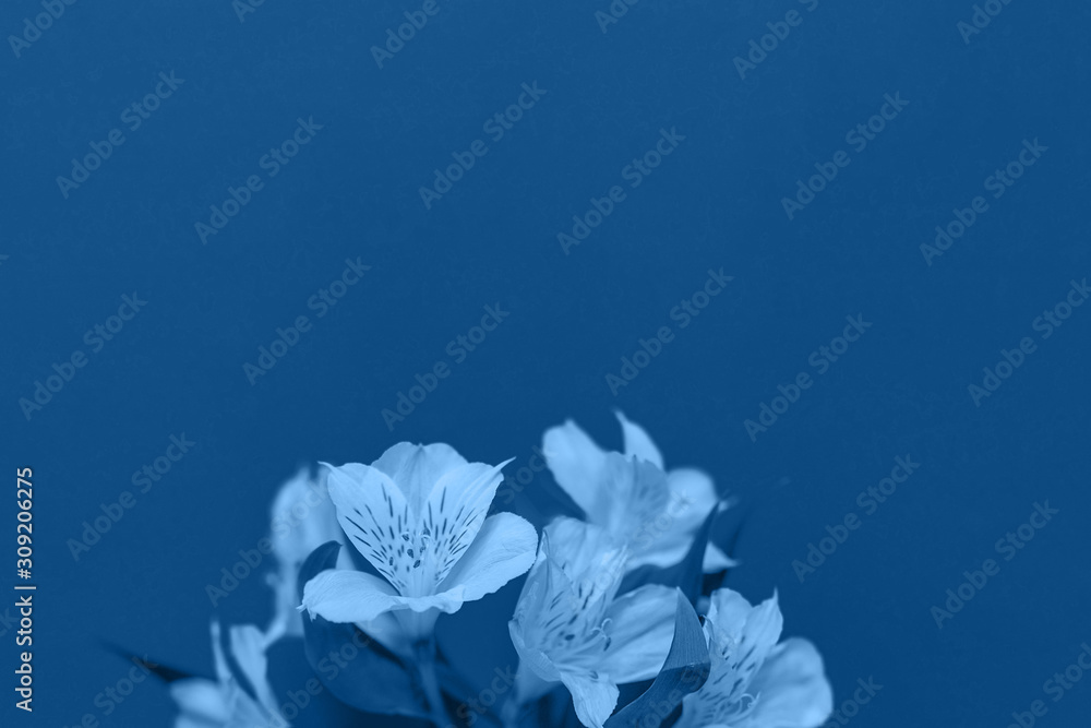 White flowers on a blue background. Alstroemeria. Bouquet. Copy space, flat lay.