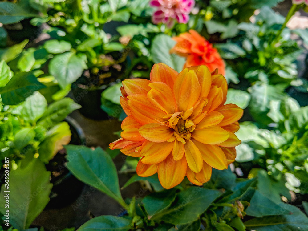 Beautiful vibrant summer blooming dahlia flowers Beautiful vibrant summer blooming dahlia flowers