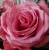 Single pink rose close up