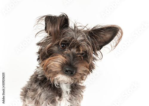 Cute little Schnauzer Barbet dog