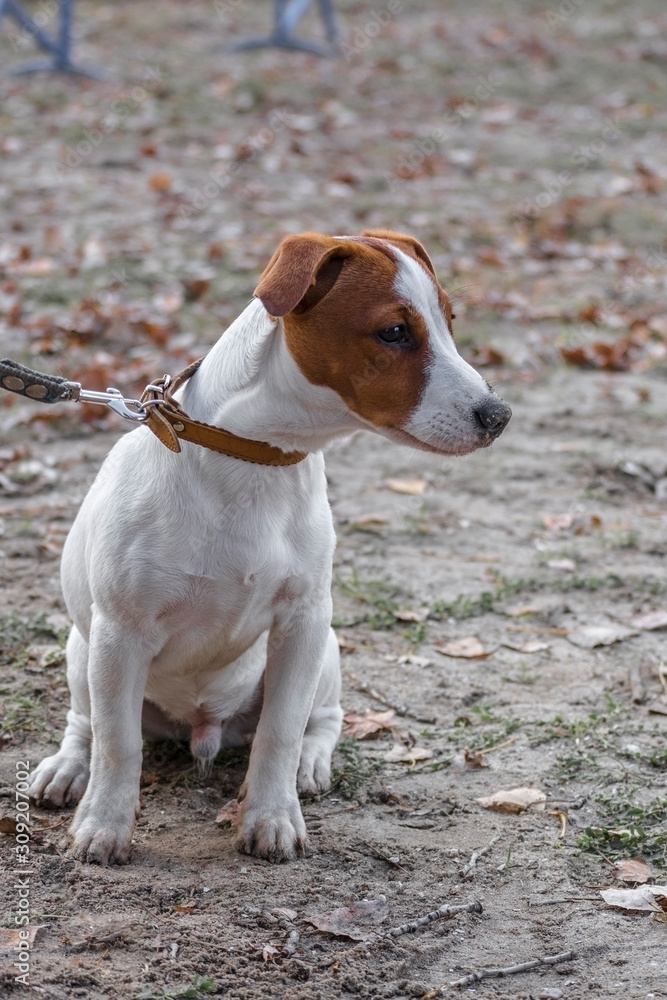 sad doggy Jack Russell Terrier sitting on a leash waiting for the owner, selective focus