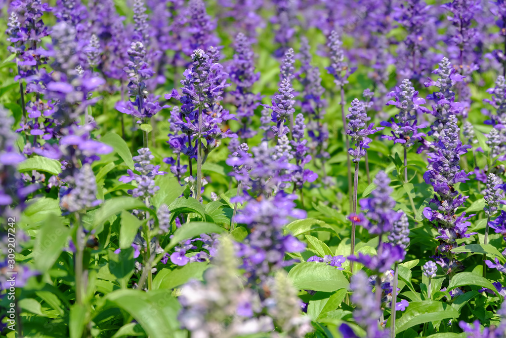 Close-up of beautiful lavender flowers in the garden Close-up of beautiful lavender flowers in the garden