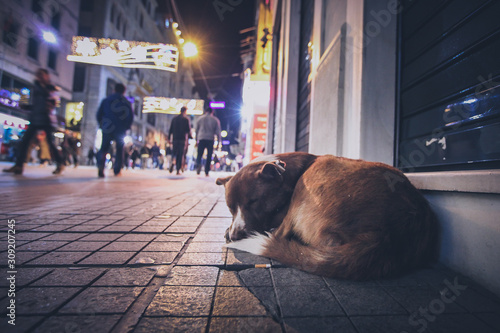 A stray abandoned dog during the night on the busy city street in Istanbul. People walking past the hungry abandoned dog. photo