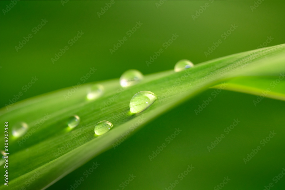 Beautiful drops of water on green leaf. Macro. Nature texture. Natural background. Beautiful drops of water on green leaf. Macro. Nature texture. Natural background.