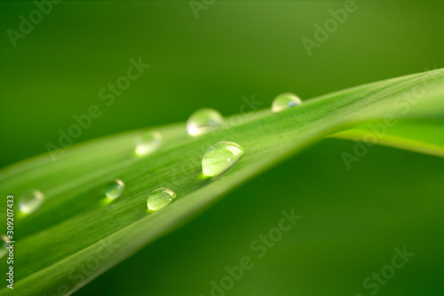 Beautiful drops of water on green leaf. Macro. Nature texture. Natural background.